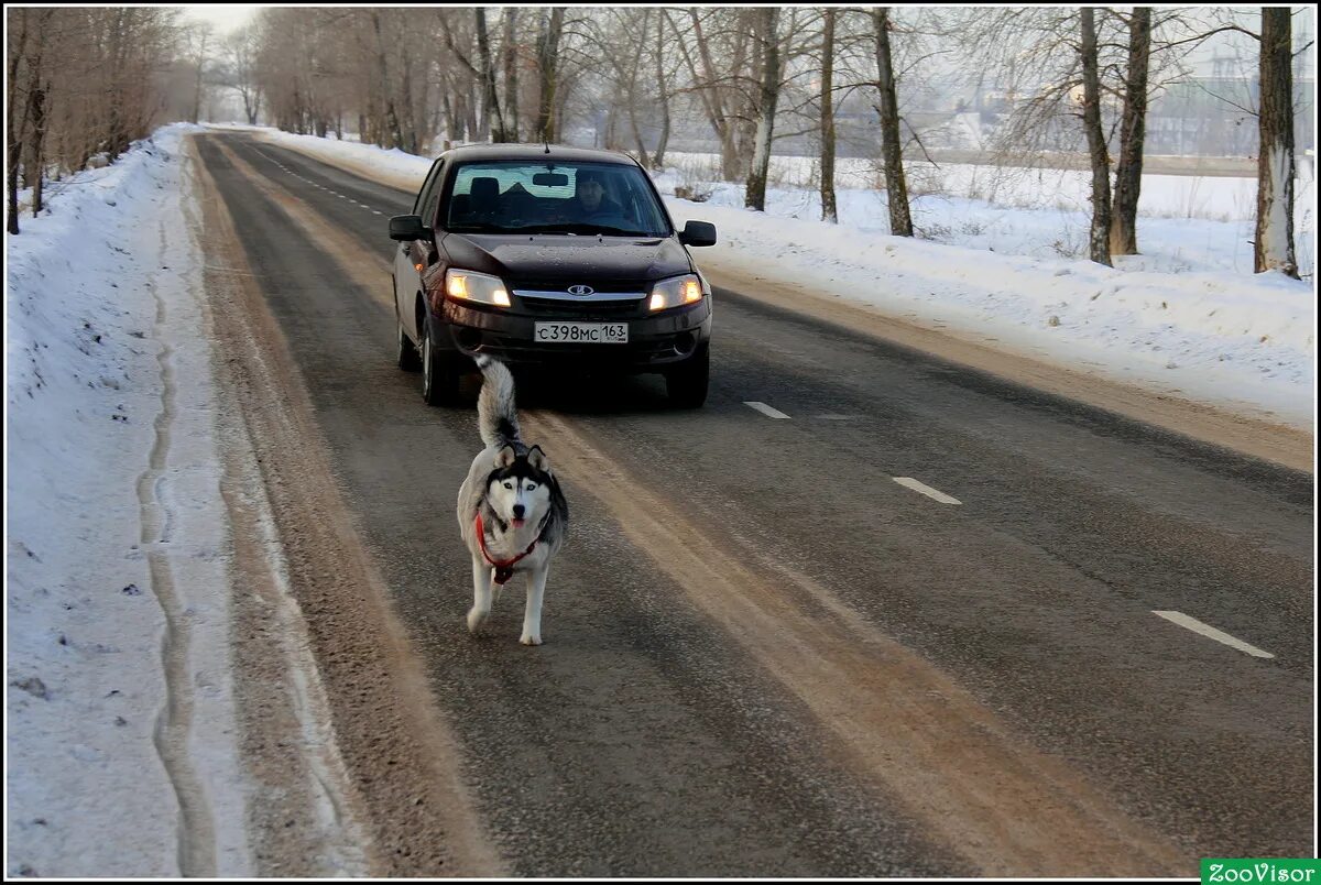 Собаки бегут по дороге. Собака на дороге. Собака на дороге зимой. Дорожный пёс.