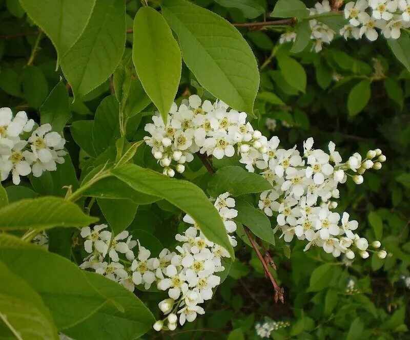 Где ветви черемухи белые. Черёмуха душистая черемуха. Цветущая черемуха. Ветви черемухи. Цветущая веточка черемухи.