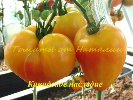 Томат золотые горы