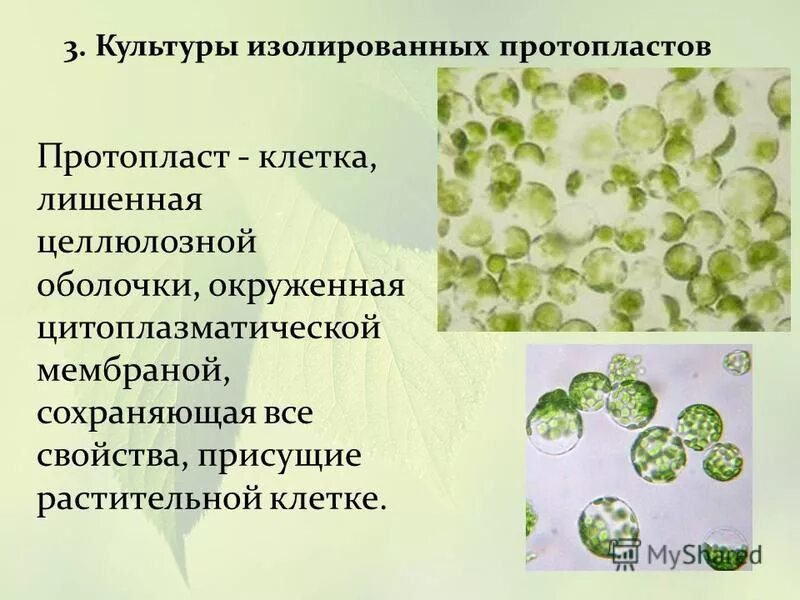 протопласт. протопласт растительной клетки. культура протопластов. культура протопластов. культура протопластов клеток растений.