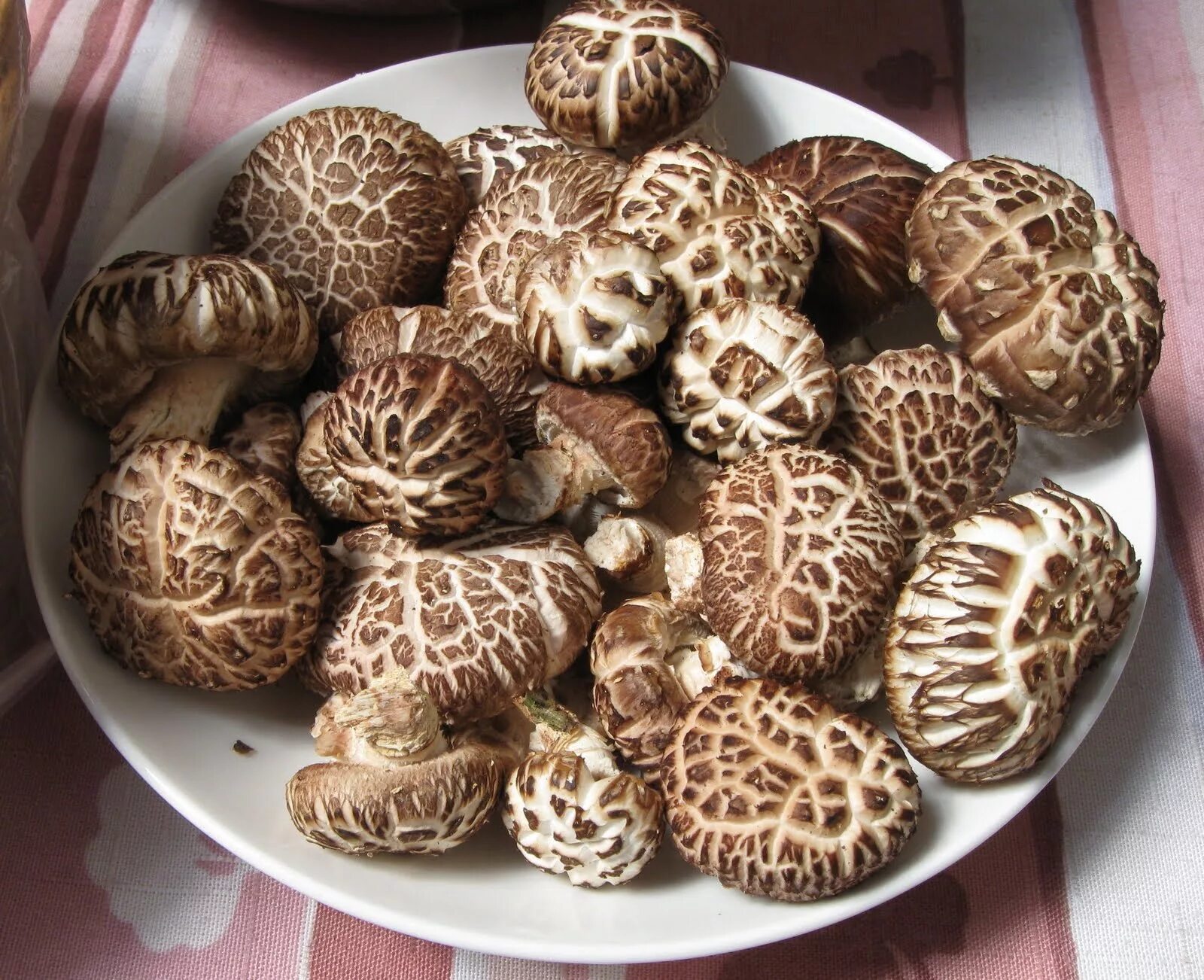 Шиитаке сянгу. Японские грибы шиитаке. Китайские грибы шитаки. Грибочки шиитаке.
