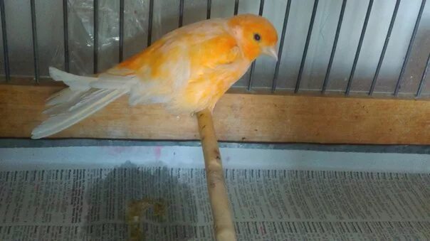 Кенара ли. Кенара. Кенара ли. Кенара ли. Кнемидокоптоз у канарейки.