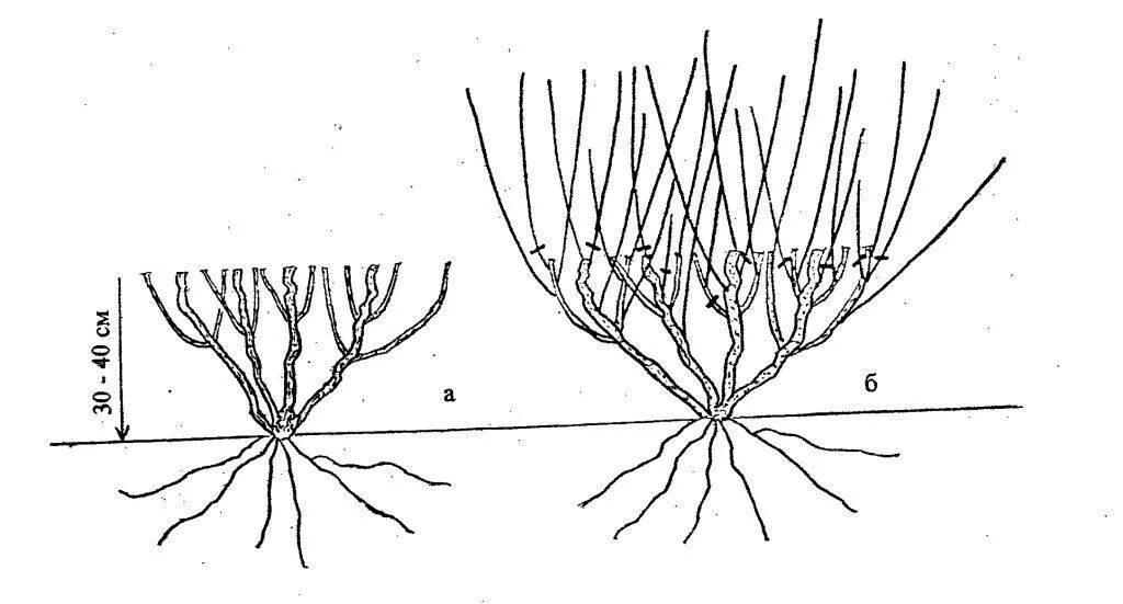 Схема обрезки жимолости осенью. Правильная обрезка жимолости весной. Жимолость схема обрезки куста. Как правильно обрезать жимолость осенью. Жимолость схема посадки кустов.