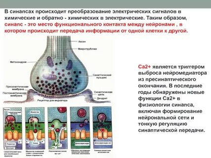 Тонкая регуляция