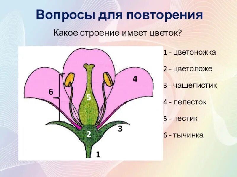 Урок покрытосеменные. Строение цветка 6 класс биология покрытосеменных. Схема строения цветка покрытосеменных. Строение цветковых покрытосеменных растений. Покрытосеменные цветковые растения строение.