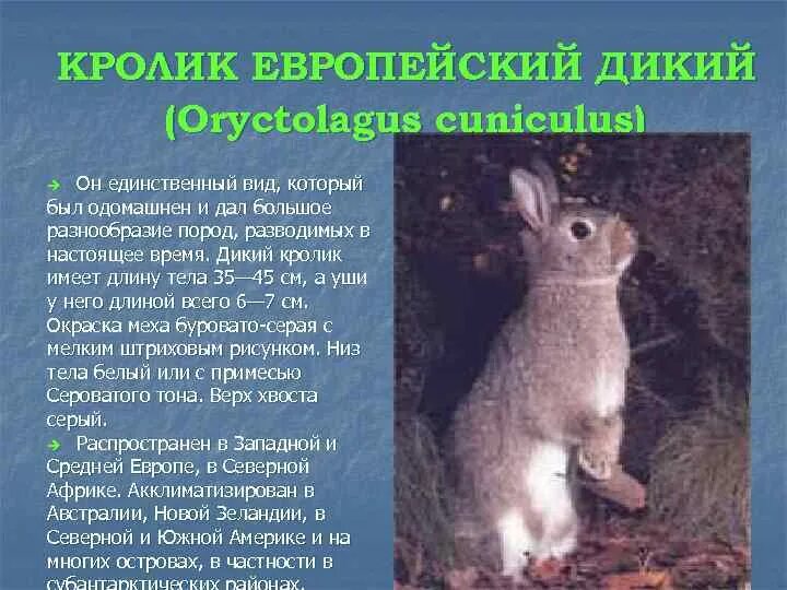 Вес калифорнийского кролика. Длина тела кролика. Кролики различных пород. Длина тела кролика. Вес кролика серый великан по месяцам.