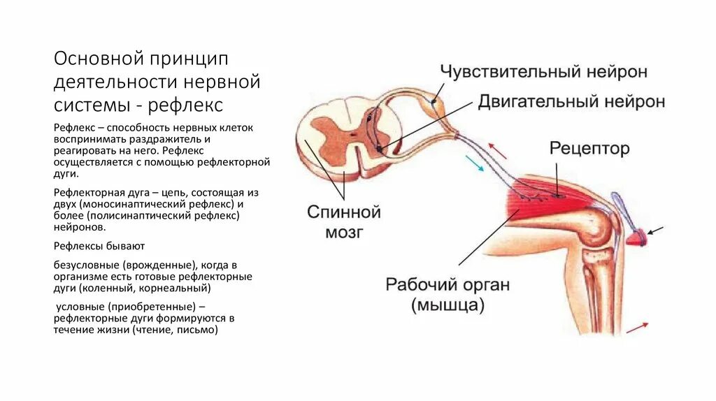 Как подавить рефлекс. Рефлекторный принцип работы нервной системы. Рефлекторный принцип деятельности ЦНС физиология. Рефлекторная деятельность нервной системы схема. Рефлекс основная форма деятельности нервной системы.