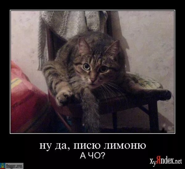 Что значит лимонить. Лимонить. пьяный саша.
