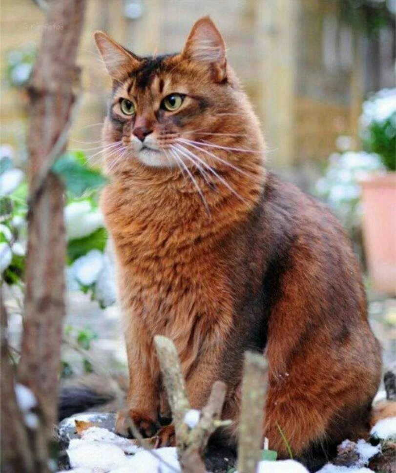 Темно рыжий кот. Сомалийская кошка. сомалийская кошка рыжая. кот породы сомали. сомалийская кошка трехцветная.