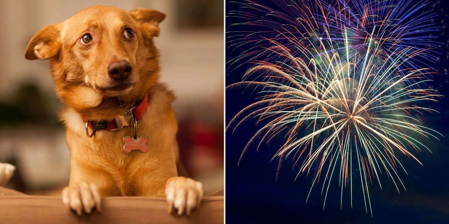 Собака и фейерверк. Собака боится фейерверков что делать. Петарды и животные. Животные и фейерверки. Опасный новый год для животных.