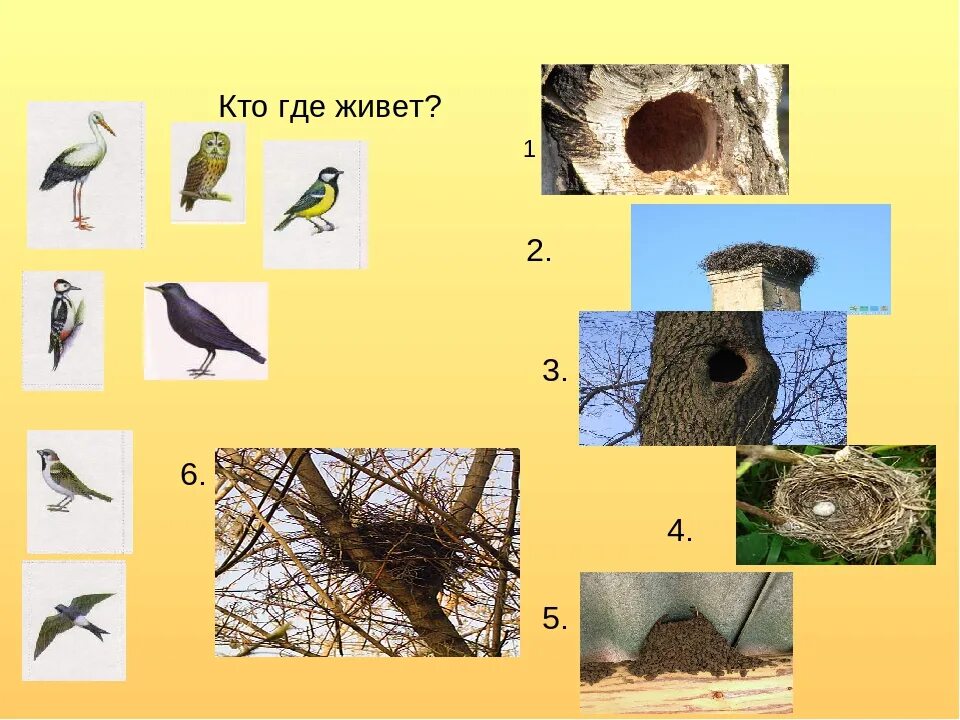 Расселение птиц. Перелётные птицы для дошкольников в гнезде. Гнезда разных видов птиц. Гнездо для птиц.. Птицы живущие в гнездах.