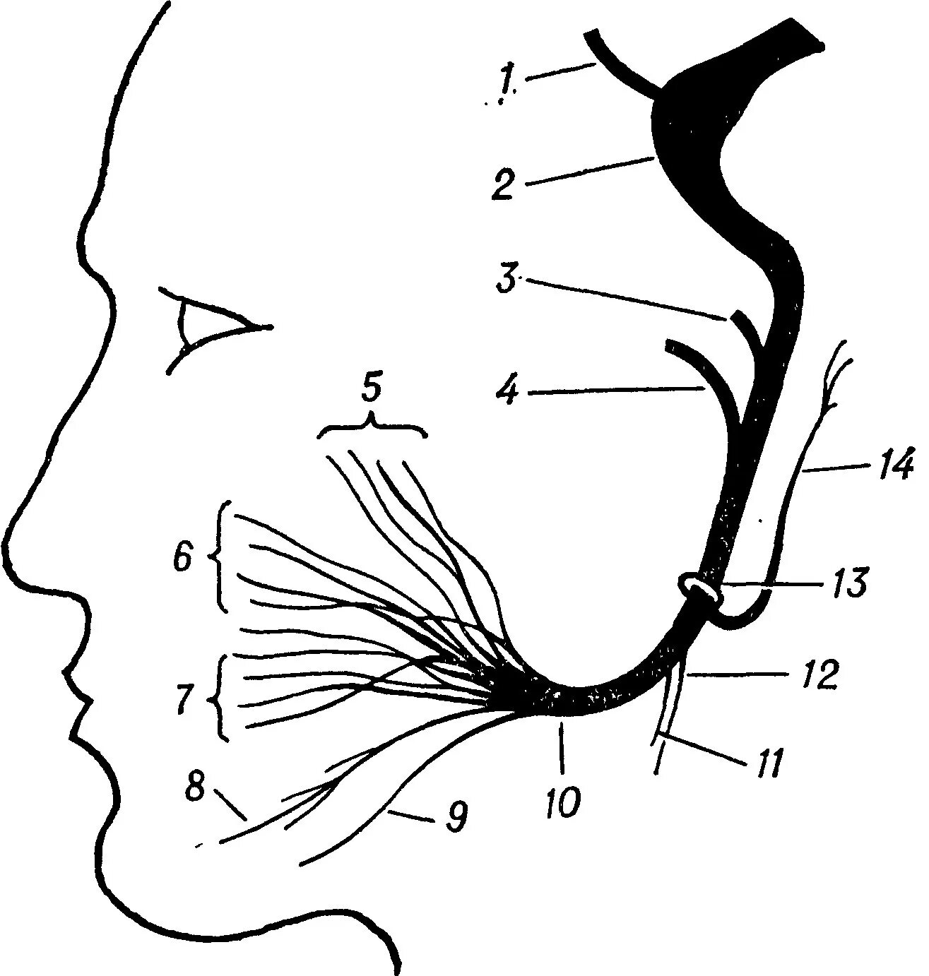 2 лицевой нерв. Тройничный и лицевой нерв схема. Ветви лицевого нерва схема. Лицевой нерв неврология схема. Топография ветвей лицевого нерва.