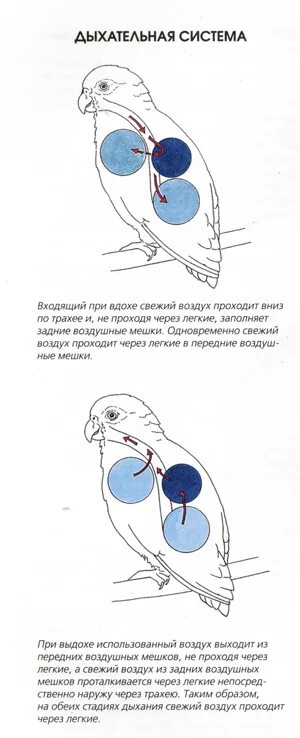 Гортань у птиц. Дыхание Сокола. Дыхание Сокола техника. Дыхание Сокола техника выполнения. Виды дыхания Сокол.