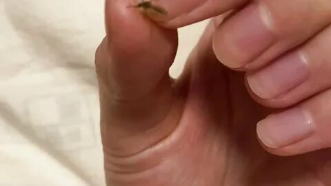 24. Daftar untuk membuka kunci. 捕 蚊 大 师 蛇 蛇 🐍. 