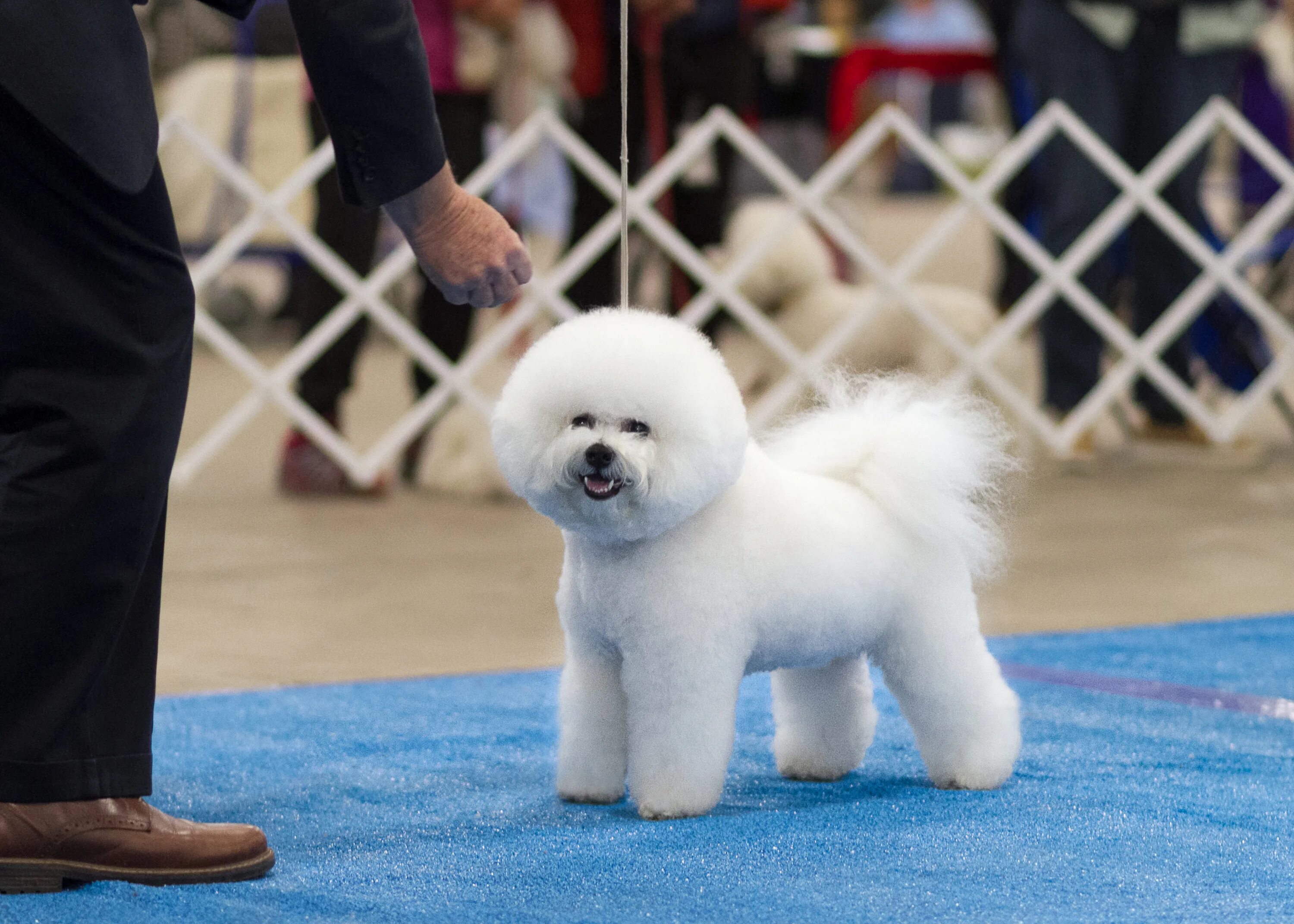 Пижон собака. Бишон фризе. Глистогон плюс. Пижон собака. Пижон марка.