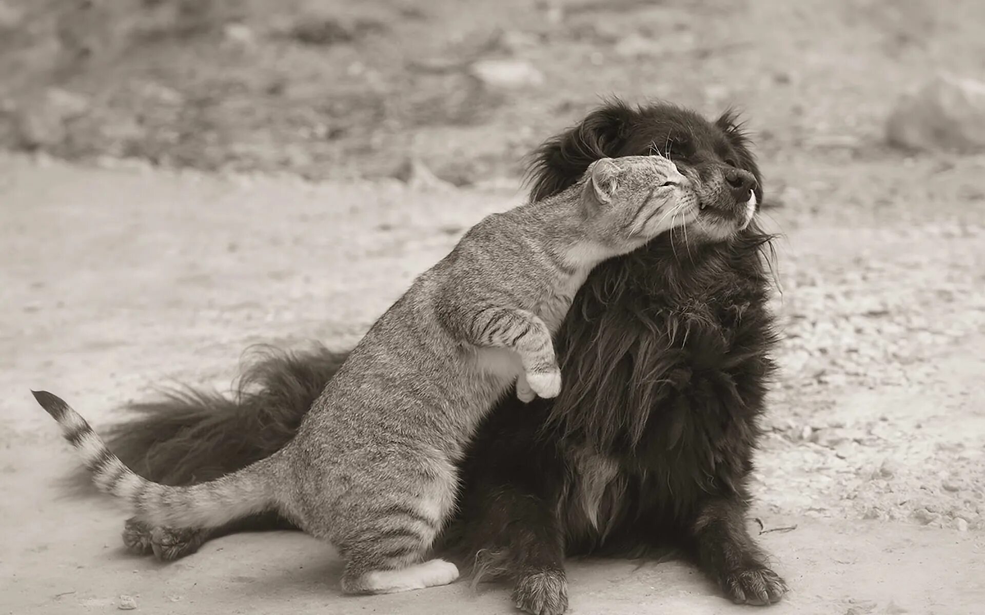 Животные обнимаются. Нежность животные. Кошки любовь. Обнимашки зверей.