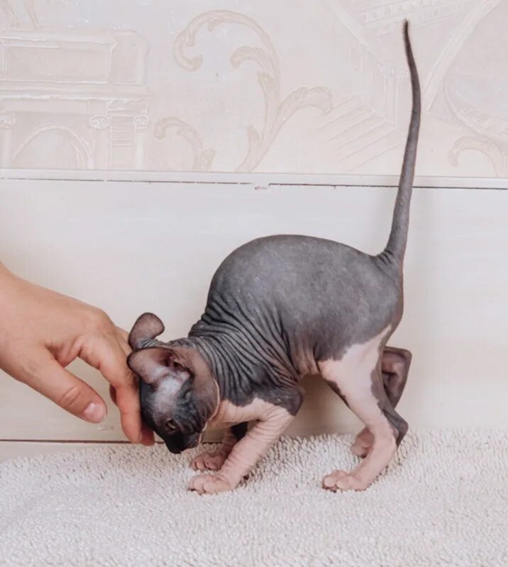 кот сфинкс рыжий. сфинкс потеет. кошки сфинкс потливые?. канадский сфинкс мраморный. сфинкс потеет.