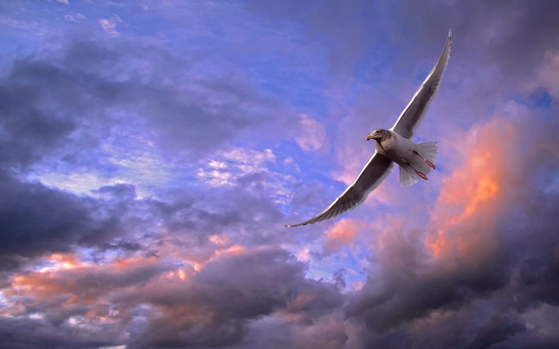 Птицы в небе. Парящая птица. Свобода счастье. Птица парит в небе.