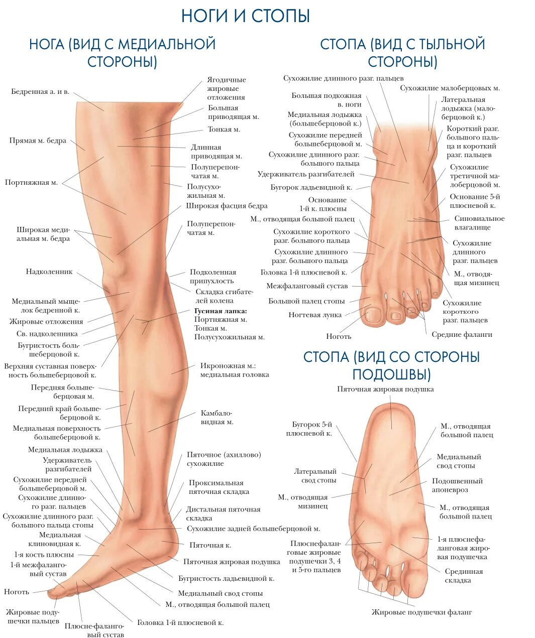 Почему ногу назвали ногой. Части тела человека голень. Анатомия стопы человека атлас. Строение голени человека схема.