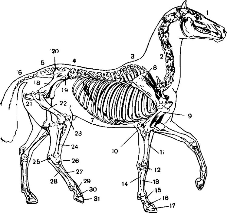 Скелет лошади анатомия кости. Скелет лошади анатомия. Осевой скелет лошади анатомия. Строение скелета лошади анатомия. Мускулатура млекопитающих