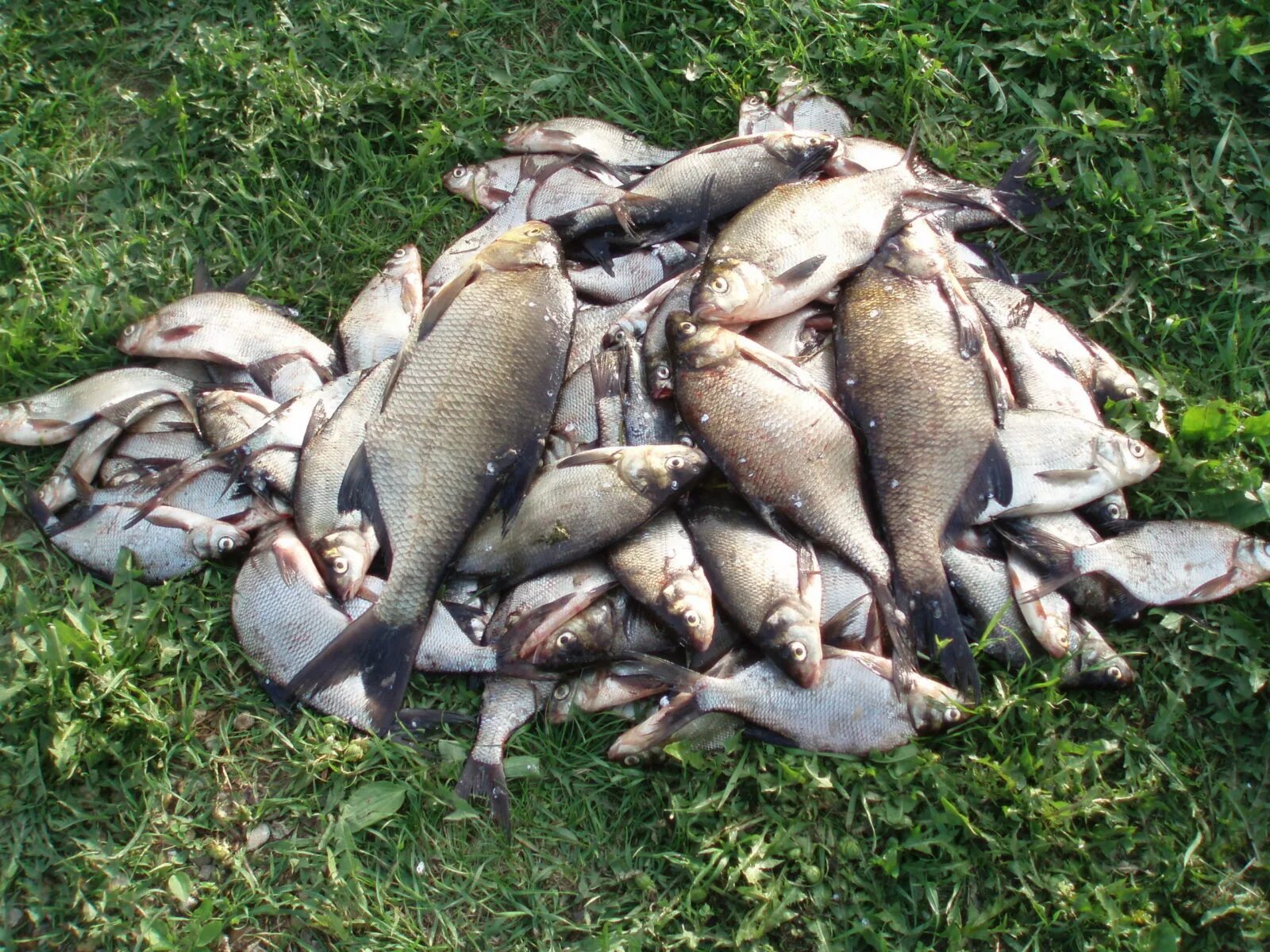 Леща многим