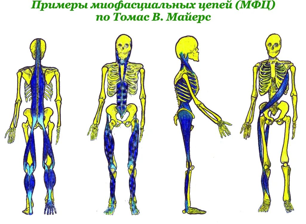 глубинная миофасциальная цепь майерс. миофасциальные цепи. миофасциальные цепи. миофасциальные цепи. поверхностная вентральная цепь.