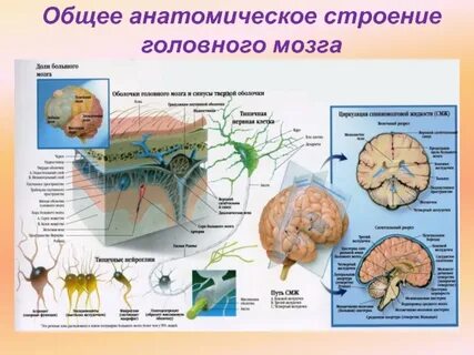 Общая анатомия это