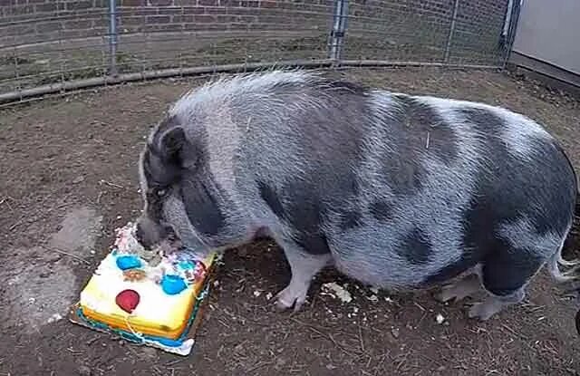 Свиноматка с поросятами. Беременная свиноматка. Вислобрюхая вьетнамская свинка беременна. Беременная свиноматка. Сколько носит поросенок.