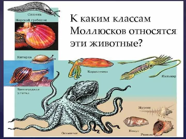 Три примера животных относящихся к моллюскам. Подцарство моллюсков. Что относится к моллюскам. Какие животные относятся к моллюскам. Моллюски царство.