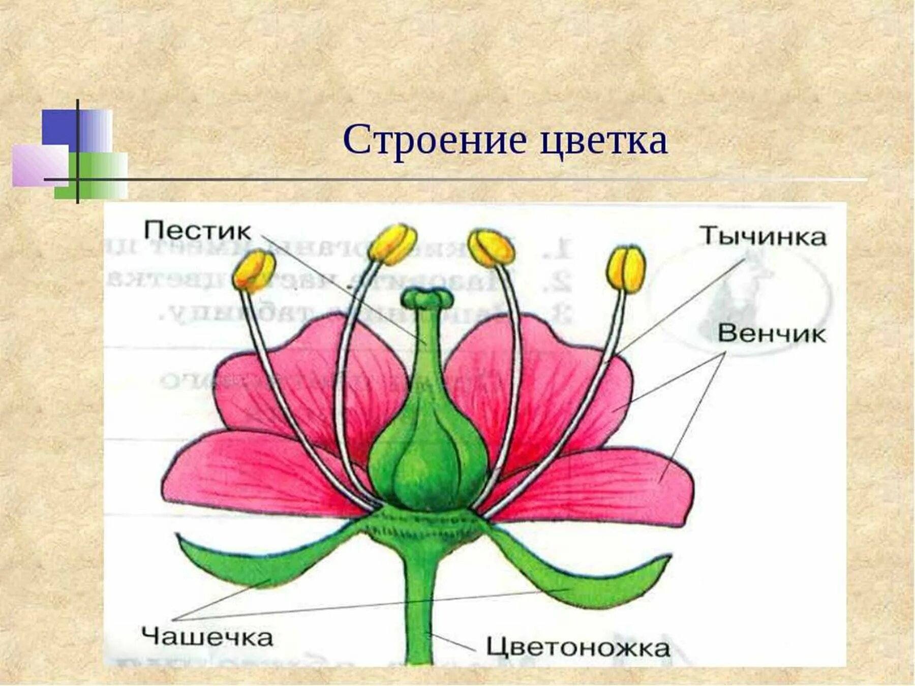 Схема строения цветка пестик. Части цветка биология схема. Схема строения цветка 6 класс биология. Части цветка схема биология 6 класс.