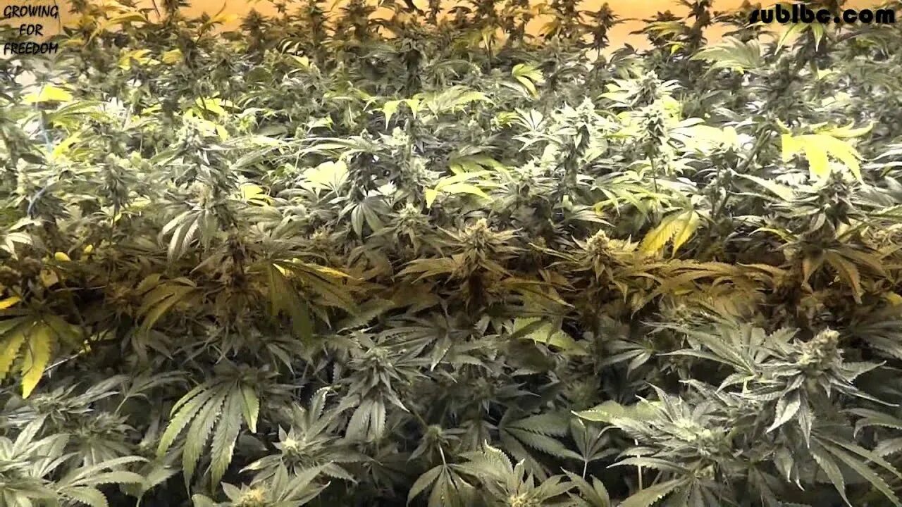John depth. Куш конопля. Og Kush плантация. Гровинг Индор " сахарная черная роза" каннабис. Джимми куш конопля.