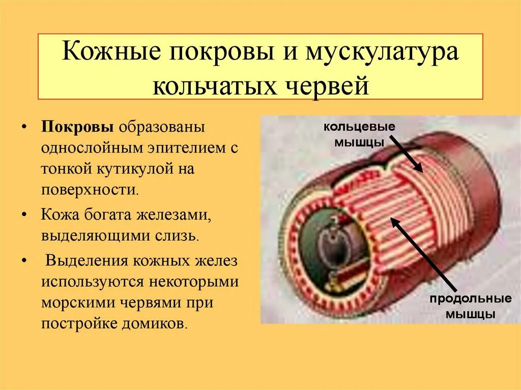 Кожно мускульный круглые черви. Опорно двигательная система кольчатых червей. Покровы тела кольчатых червей. Особенности Покрова тела кольчатых червей. Покровы тела кольчатые черви 7 класс.