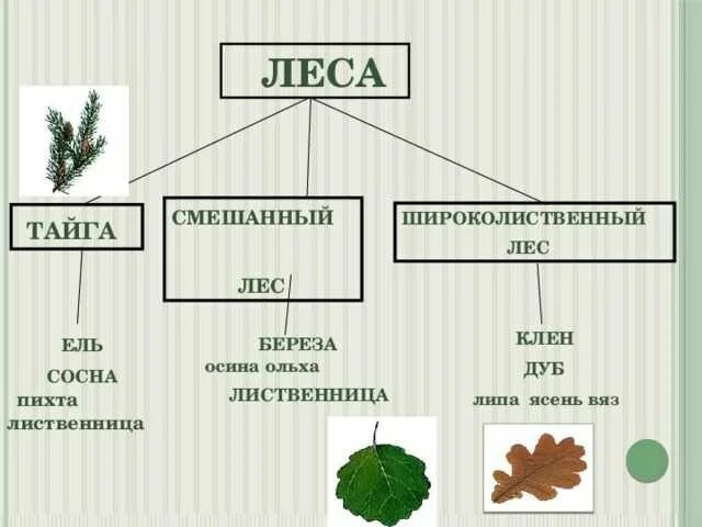 Береза осина ель сосна пихта клен липа вяз дуб. Широколиственные леса липа вяз. Смешанные и лиственные леса тайги. Схема дерева хвойных пород. Осина в какой природной зоне