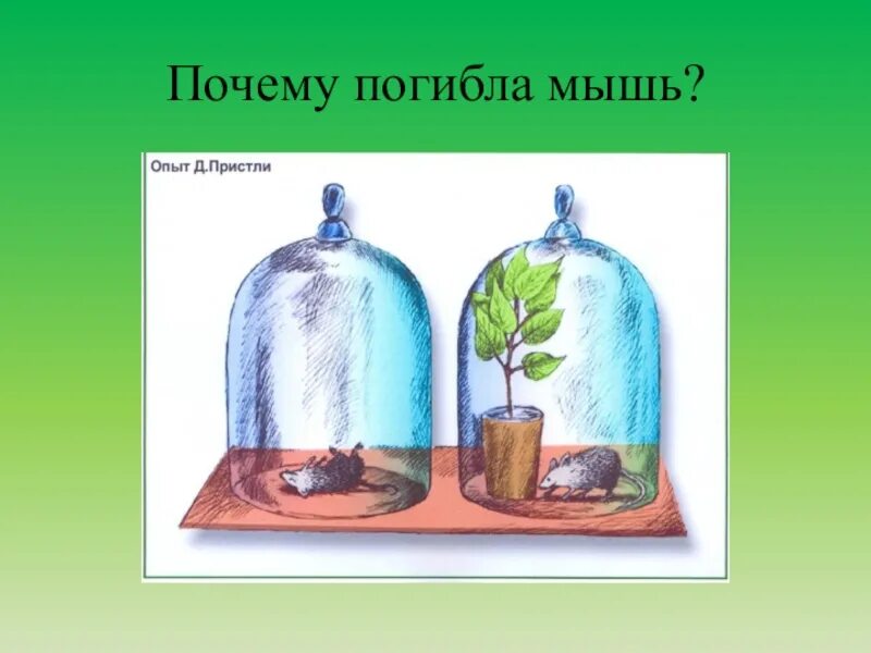 Почему гиб. Эксперимент дыхание растений 6 класс. Опыт дыхание растений 6 класс. Опыт по биологии 6 класс дыхание растений. Опыты с растениями.