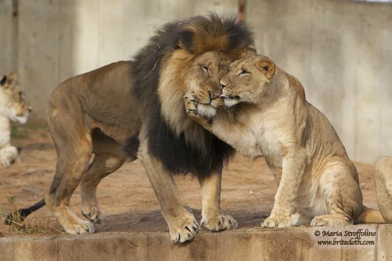 Можно считать что львы. Мой Лев. Ты мой Лев. Люблю тебя мой Лев. Лев мой Лев.