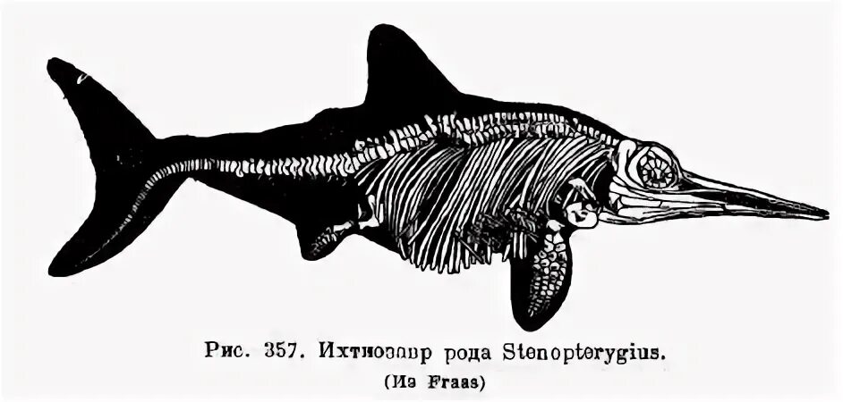 Ихтиозавры вторичноводные. Ихтиозавры триаса. Ихтиозавры (род). Скелет ихтиозавра. Ихтиозавр реконструкция.