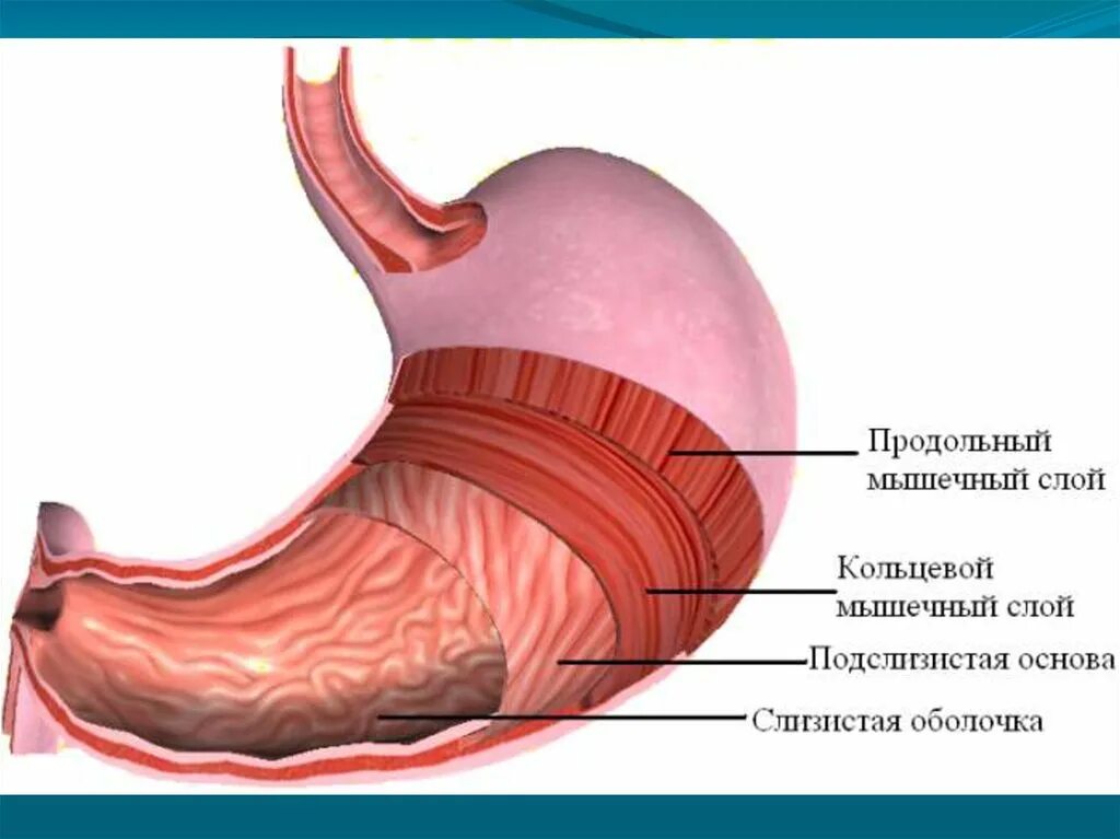 Наличие гладких мышц в стенках желудка. Строение стенки желудка слои. Слои мышечной оболочки желудка. Строение мышечного слоя желудка. Мышечный слой стенки желудка анатомия.