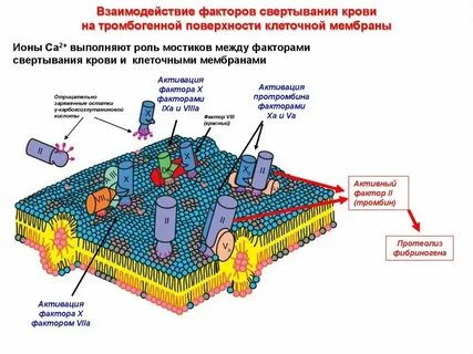 Влияние различных факторов на мембрану клеток