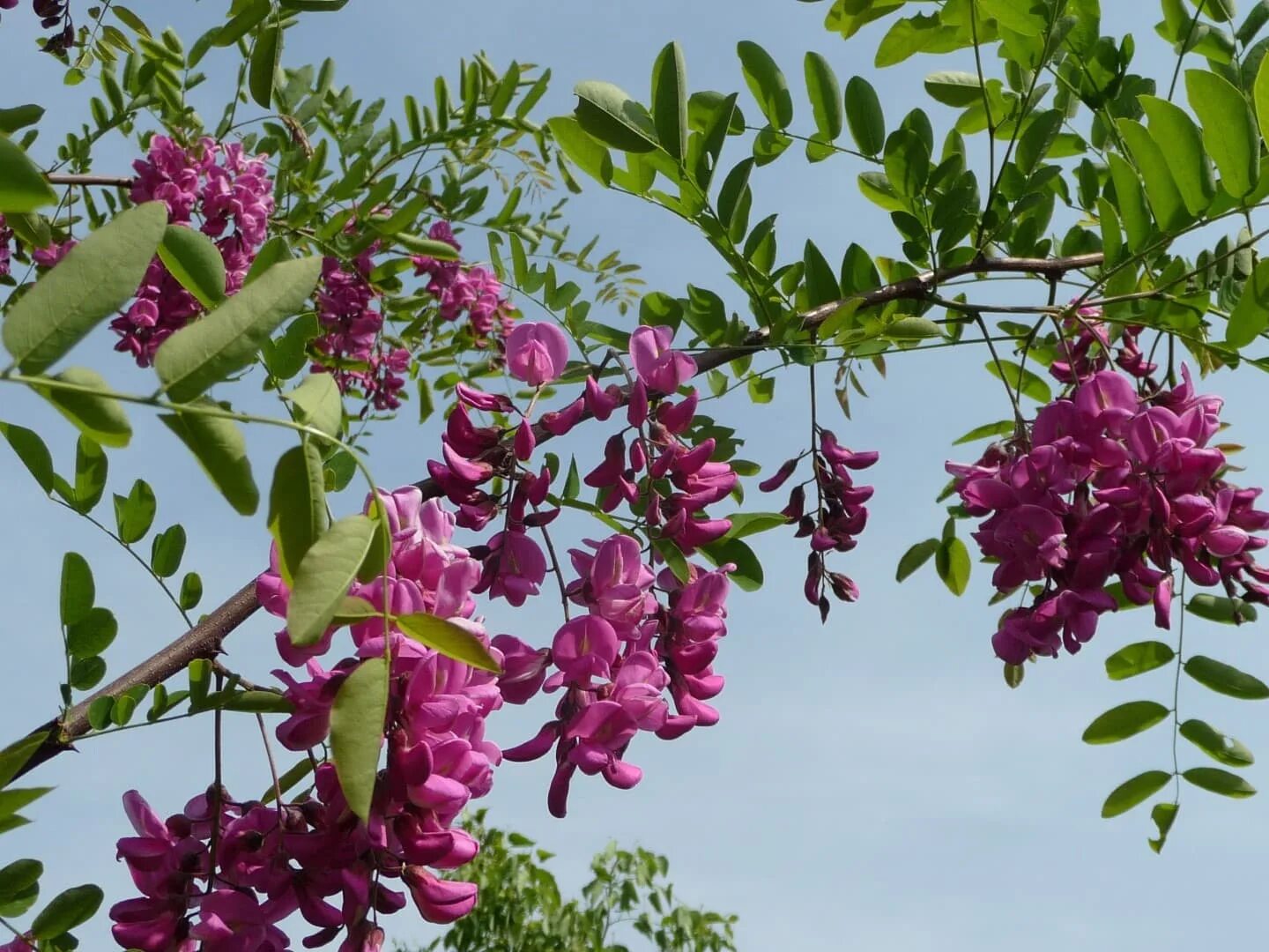 Робиния розовая. Робиния ложноакация Pink Cascade. Робиния псевдоакация casque rouge. Акация Робиния Пурпл Роуб. Робиния псевдоакация крона.