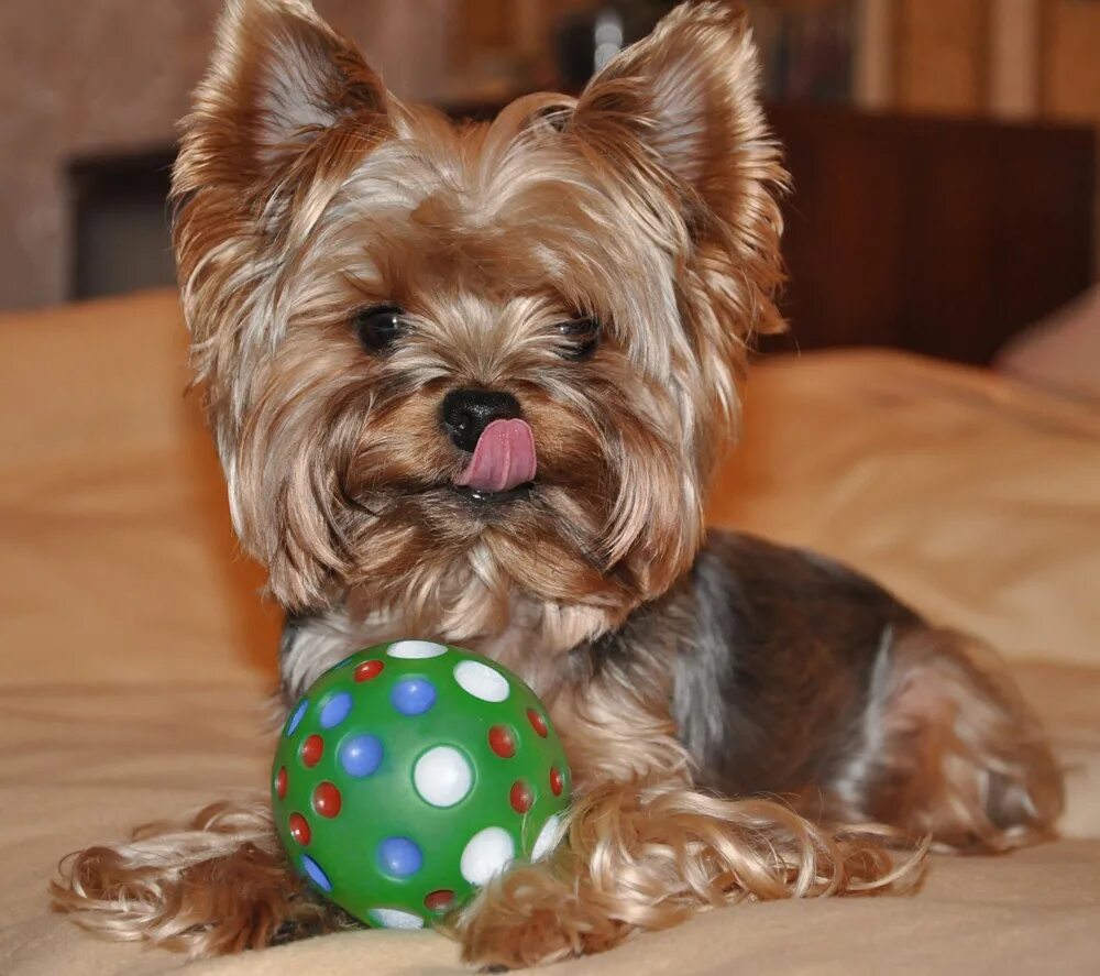 Воспитание йоркширского терьера. Обучение йорка командам. Йоркширский терьер дрессируется. Йоркшир дрессировка. Йорк выполняет команды.