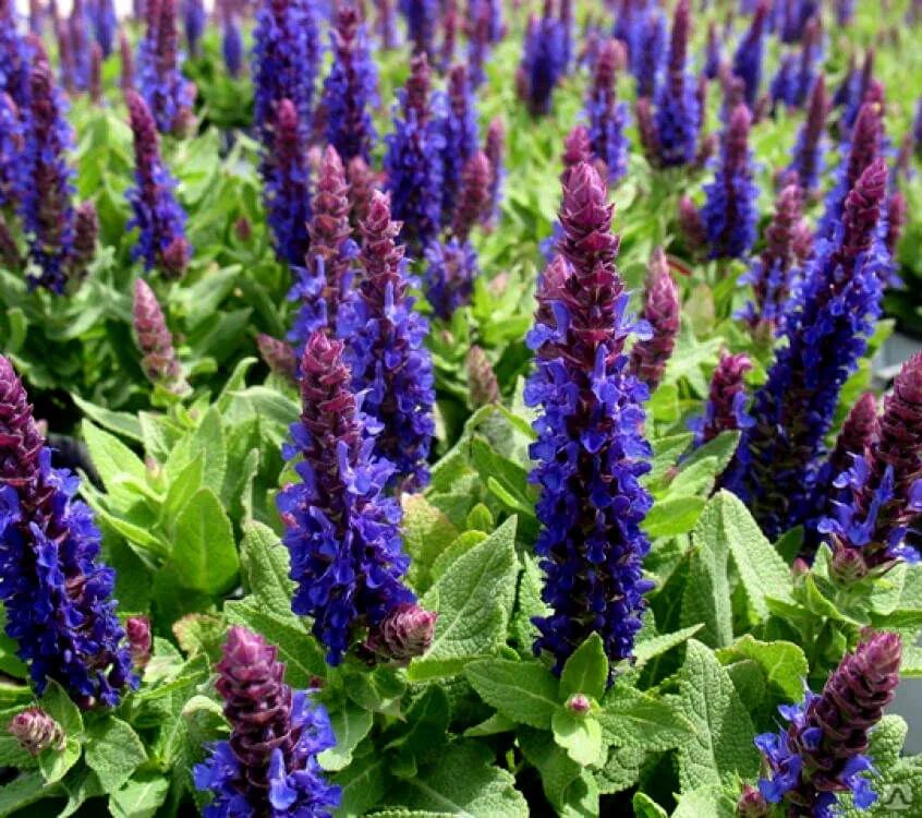 Шалфей дубравный 'merleau blue'. Шалфей дубравный сальваторе блю. Шалфей дубравный сальвадор блю. Шалфей блю. Шалфей дубравный "нью деменшн блю".