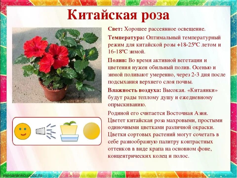 Какую температуру выдерживает бальзамин. Какую температуру выдерживает бальзамин