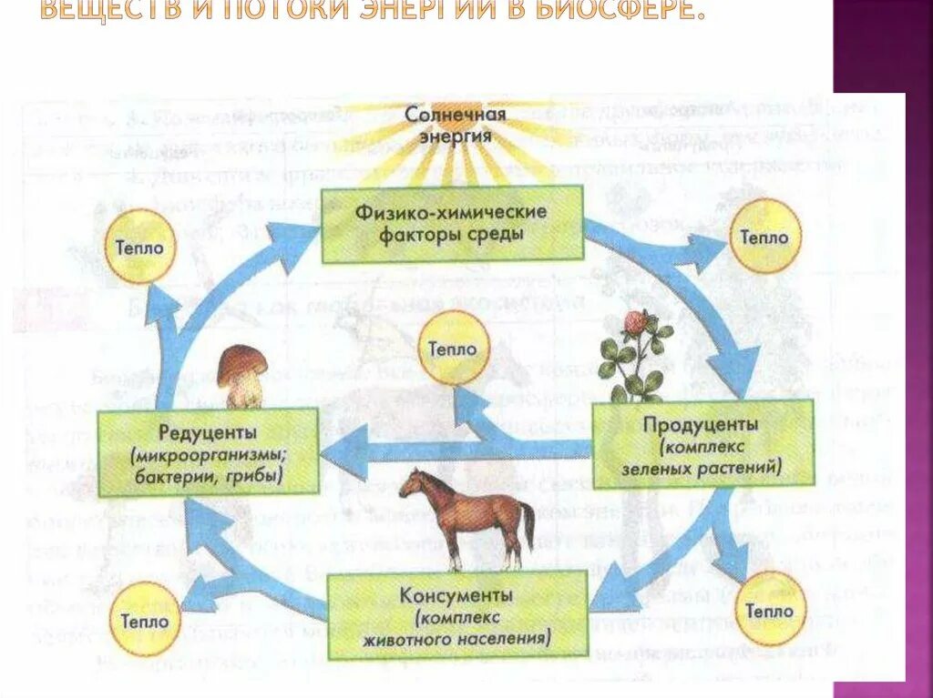 Дополни цепочку биологического круговорота недостающим звеном. Круговорот веществ и поток энергии в биосфере. Биосфера круговорот веществ в биосфере. Схема биологического круговорота веществ и превращение. Биологический круговорот веществ в биосфере.