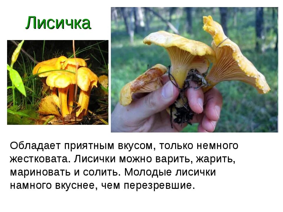 Сообщение о лисичках. Гриб лисичка презентация. лисичка для презентации. сообщение о грибе лисичка. лисички грибы 2 класс окружающий мир.