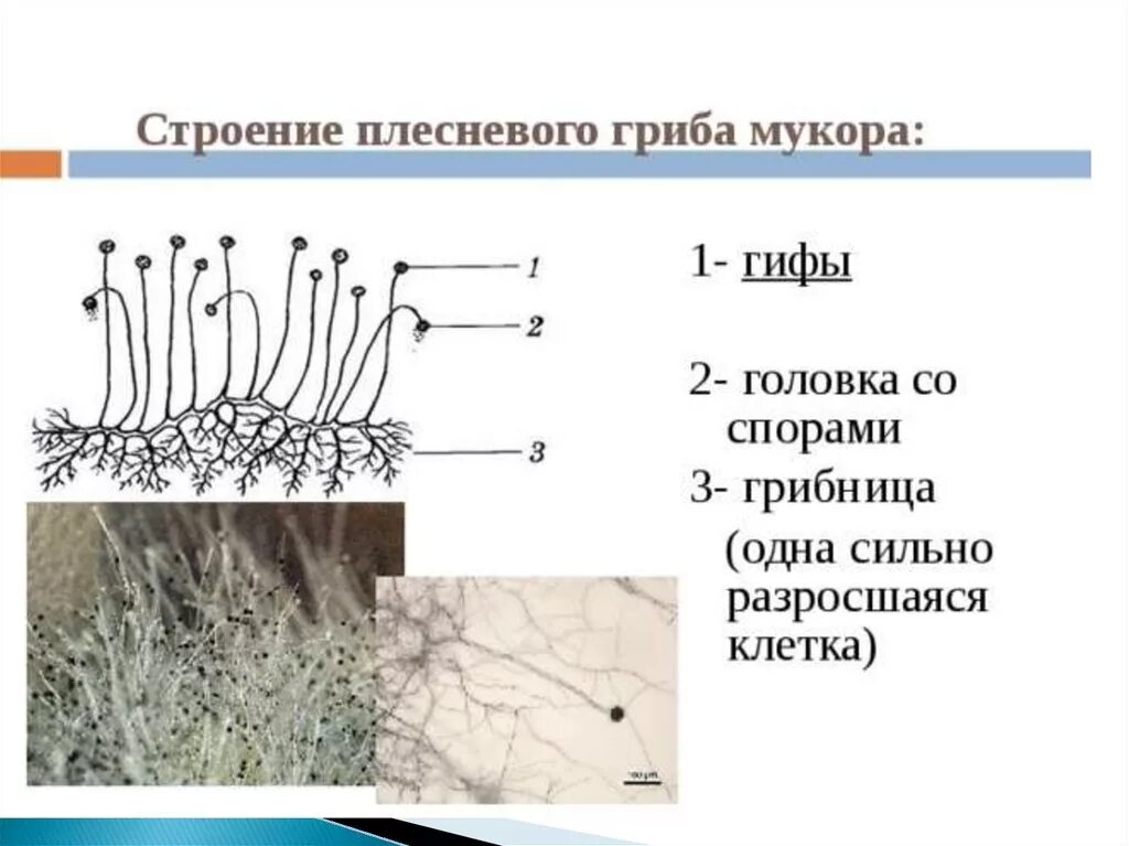 Каково значение гриба мукора в жизни. Строение плесневого гриба мукора. Строение плесневого гриба мукор. Плесневой гриб мукор строение. Строение плесневых грибов грибница.