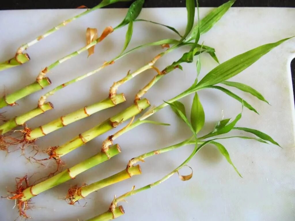 Проращивать черенки пеларгонии. Шеффлера размножение черенками. Шеффлера черенок. Черенкование фикуса лирата. Черенкование комнатной розы.