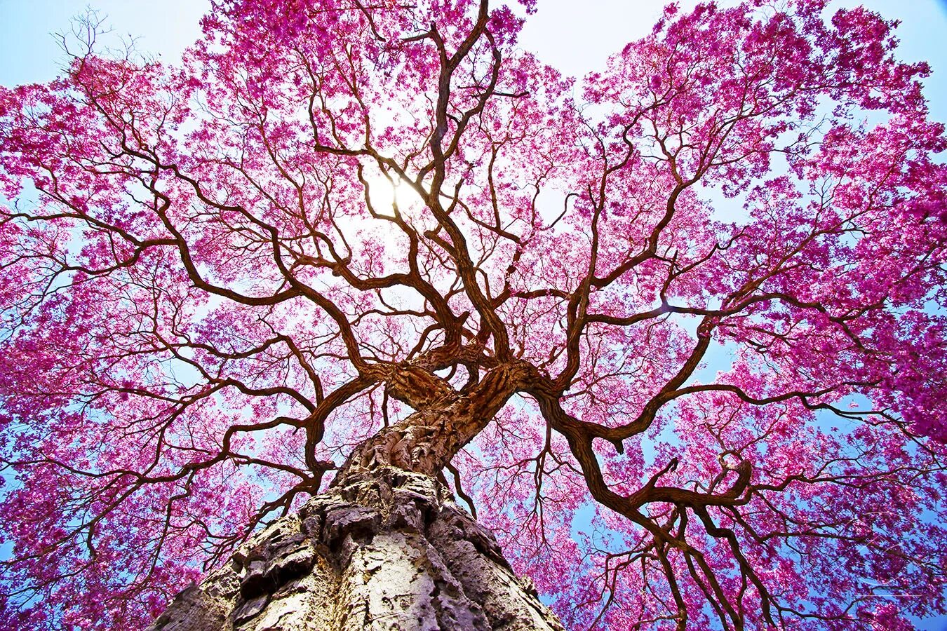 Сон красивые деревья. Лапачо дерево. Розовое Лапачо. Розовое дерево пау Бразил.
