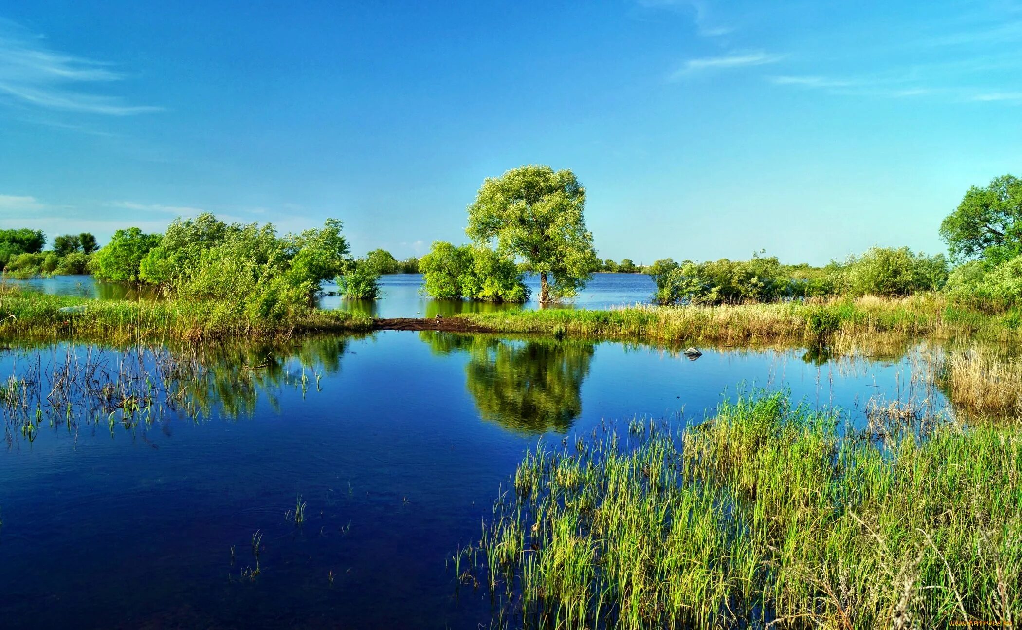 Природа плавней. Природа лето река озеро камыш. Природа у озера с камышами. Озеро Камышовое Калининградская область. Летняя природа.