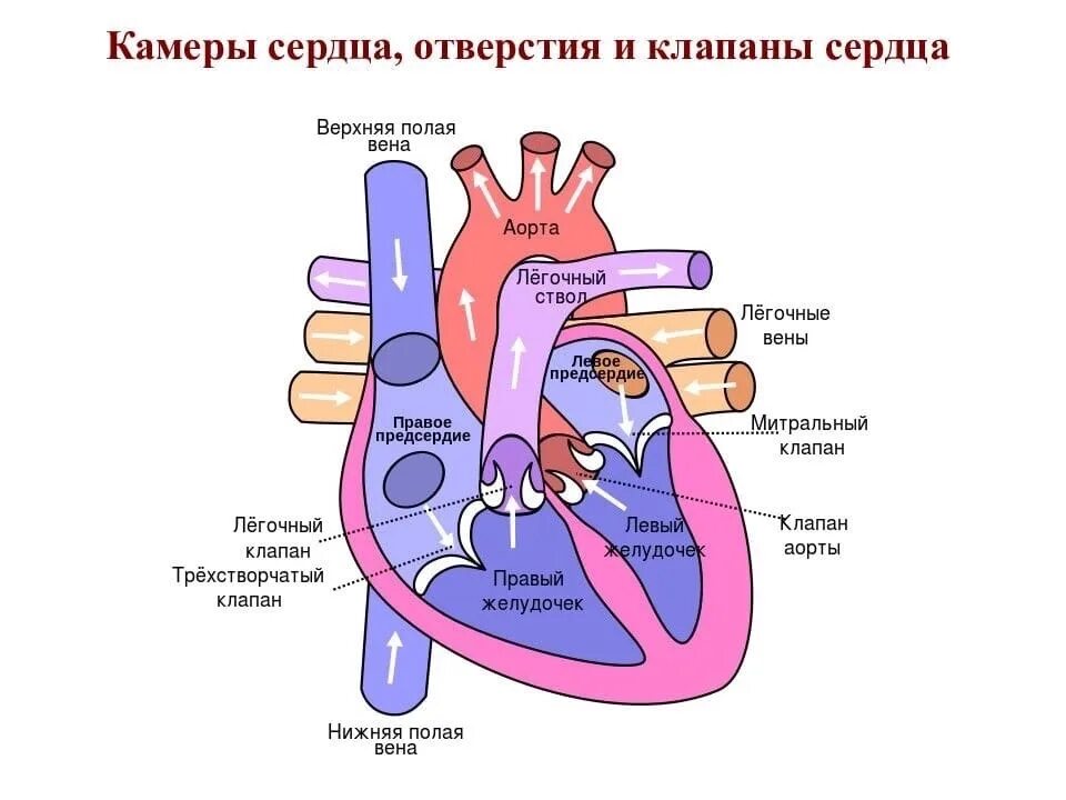 Гемодинамика сердца анатомия. Сердце желудочки и предсердия клапаны. Строение сердца кровоток. Камеры сердца отверстия и клапаны сердца. Сколько вен в левом предсердии