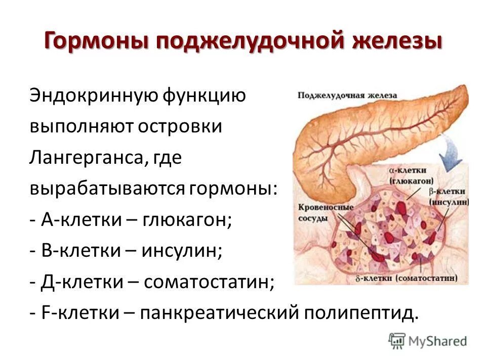 Эндокринные клетки островков лангерганса. Эндокринная часть поджелудочной железы гормоны. Поджелудочная железа гормоны и функции. Эндокринная часть поджелудочной железы вырабатывает гормоны. Гормоны в эндокринной части поджелудочной железы регулируют.